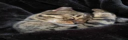 Bengal cats for sale: Full Bengal Brown Rosetted Female - Mia (Mims) - Advert 22