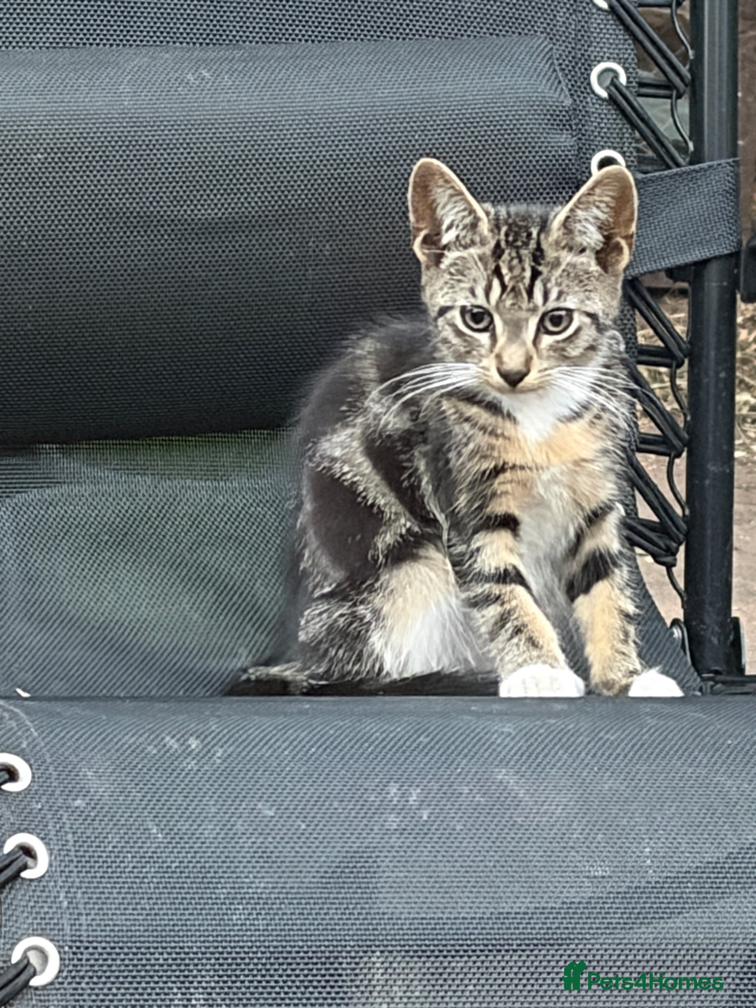Mixed Breed cats 🐾 Adorable Kittens Looking for Loving Homes 🏡 - Advert 18