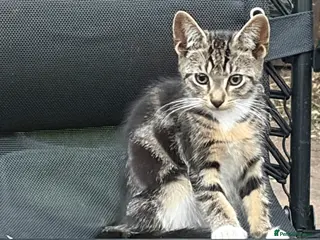 Mixed Breed cats 🐾 Adorable Kittens Looking for Loving Homes 🏡 - Advert 18