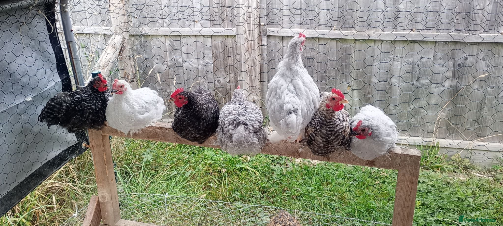 Chickens poultry 6 Extremely Tame Bantam Cockerels   - Advert 1