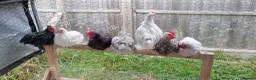 Chickens poultry for sale: 6 Very Tame Bantam Cockerels   - Advert 1