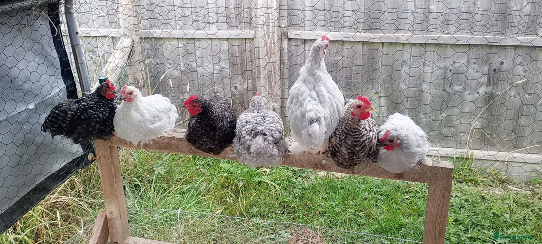 Chickens poultry for sale: 6 Very Tame Bantam Cockerels   - Advert 1