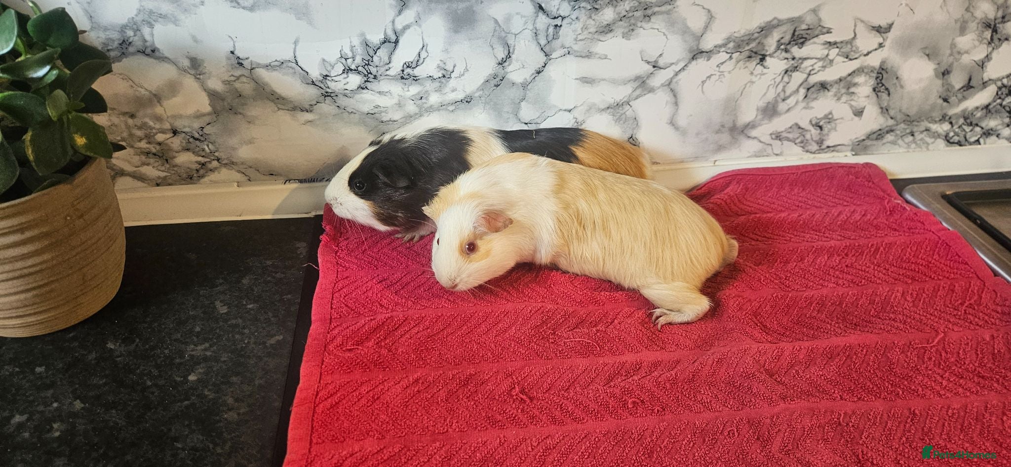 Guinea Pig rodents 2 6 month old female  - Advert 1