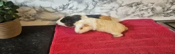 Guinea Pig rodents for sale: 2 6 month old female  - Advert 1
