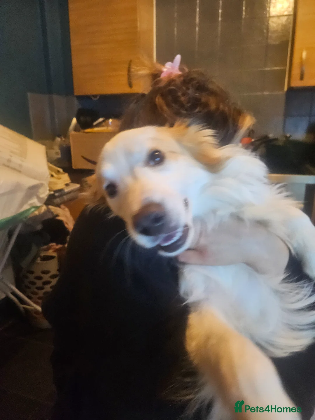 Mixed Breed dogs for sale: Oscar in Salford - Advert 1