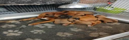 Boxer dogs for sale: Red KC registered boxer puppies  - Advert 2