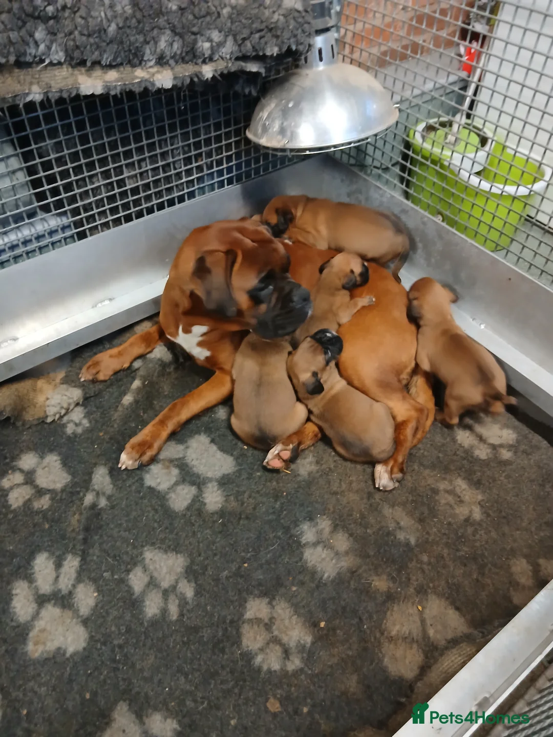 Boxer dogs for sale: Red KC registered boxer puppies  - Advert 2