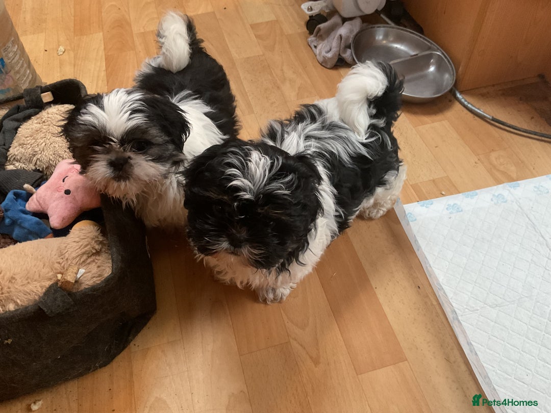 Shih Tzu dogs for sale: Shih Tzu puppies , ready to leave now - Advert 8