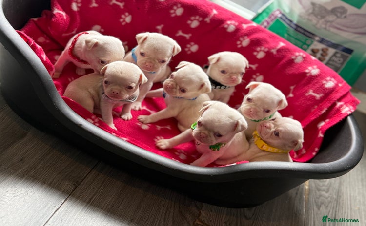 Pug dogs - Advert 1