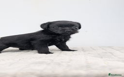 Mixed Breed dogs for sale: Border x Bedlington Female  - Image 5