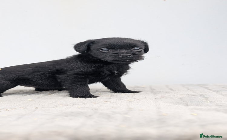 Mixed Breed dogs - Advert 3