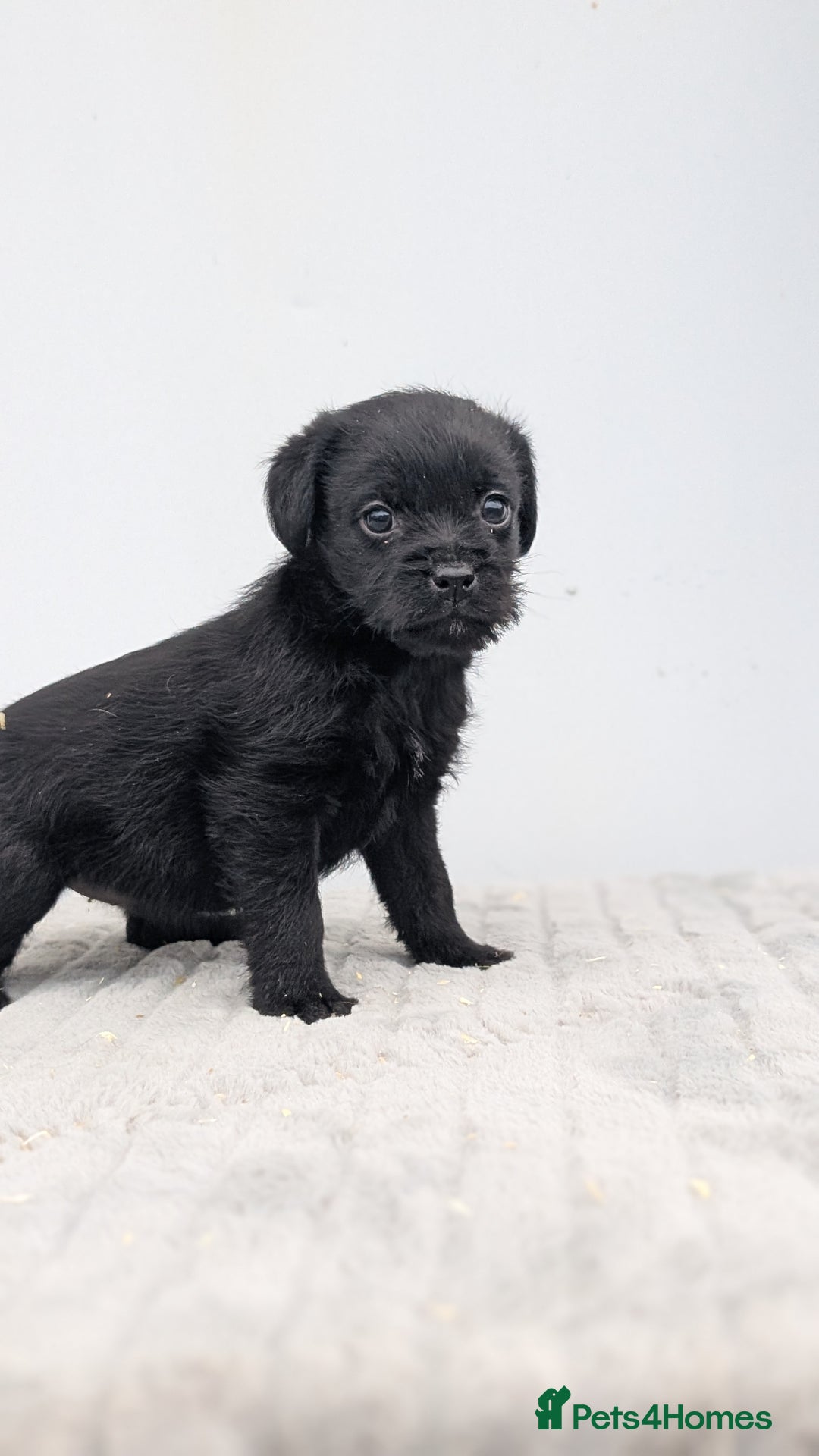 Mixed Breed dogs for sale: Border x Bedlington Female  - Image 5