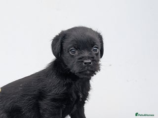 Mixed Breed dogs - Advert 2