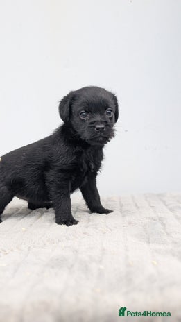 Mixed Breed dogs - Advert 3