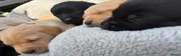 Labrador Retriever dogs for sale: Trainer raised Labrador Puppies  in Mexborough - Advert 6