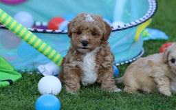 Cavapoochon dogs for sale: Cavapoochon puppies for sale - Image 7