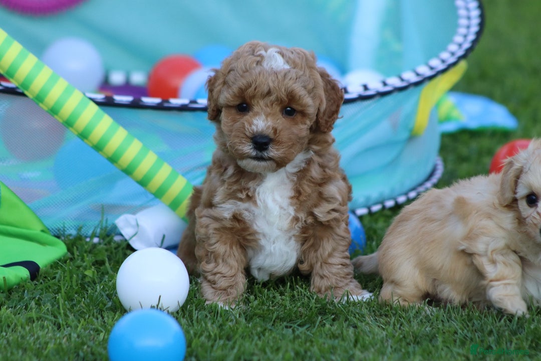 Cavapoochon dogs for sale: Cavapoochon puppies for sale - Image 7