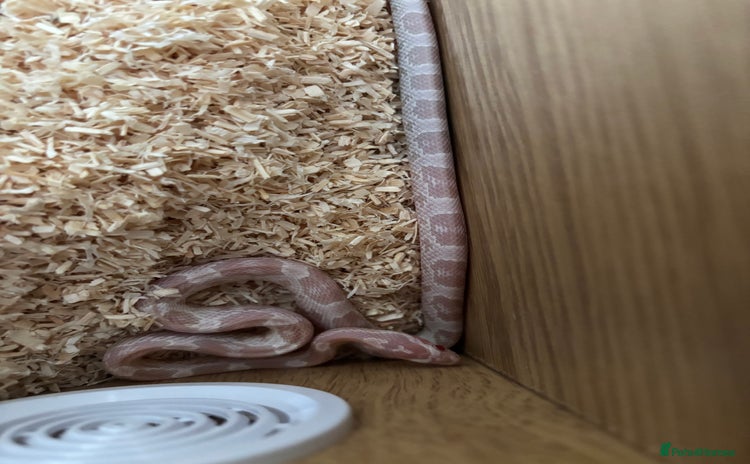 Corn Snake reptiles - Advert 2
