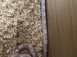 Corn Snake reptiles - Advert 1