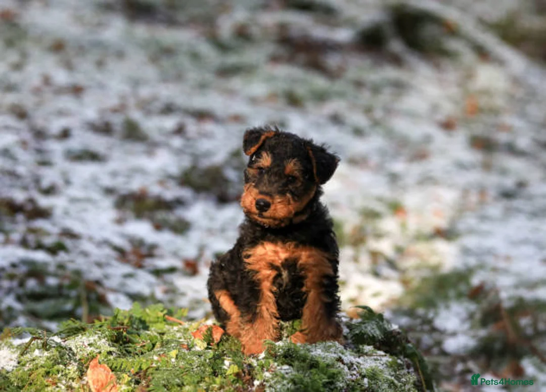 Airedale Terrier dogs for sale: This is a test advert please do not contact - Advert 3