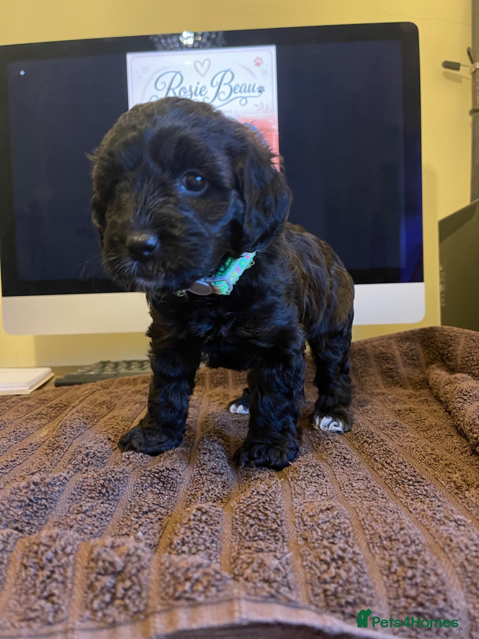 Cockapoo dogs Exceptional F1 Cockapoo Puppies - Advert 2