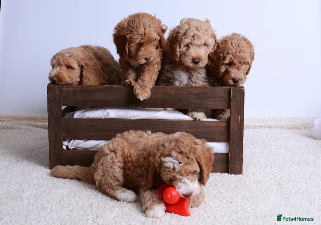 Australian Labradoodle dogs for sale: Australian Labradoodle - Advert 1