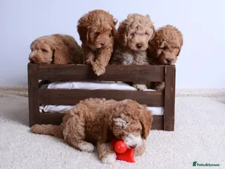 Australian Labradoodle dogs Australian Labradoodle - Advert 1