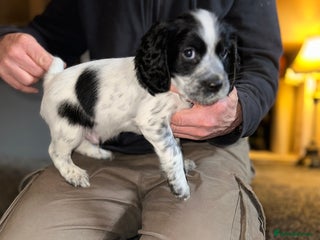 Cocker Spaniel dogs Working cocker spaniel - Advert 9