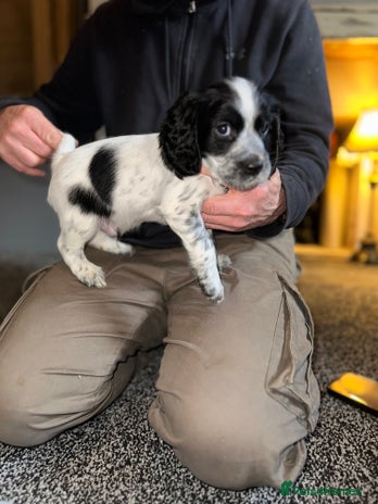 Cocker Spaniel dogs Working cocker spaniel - Advert 9