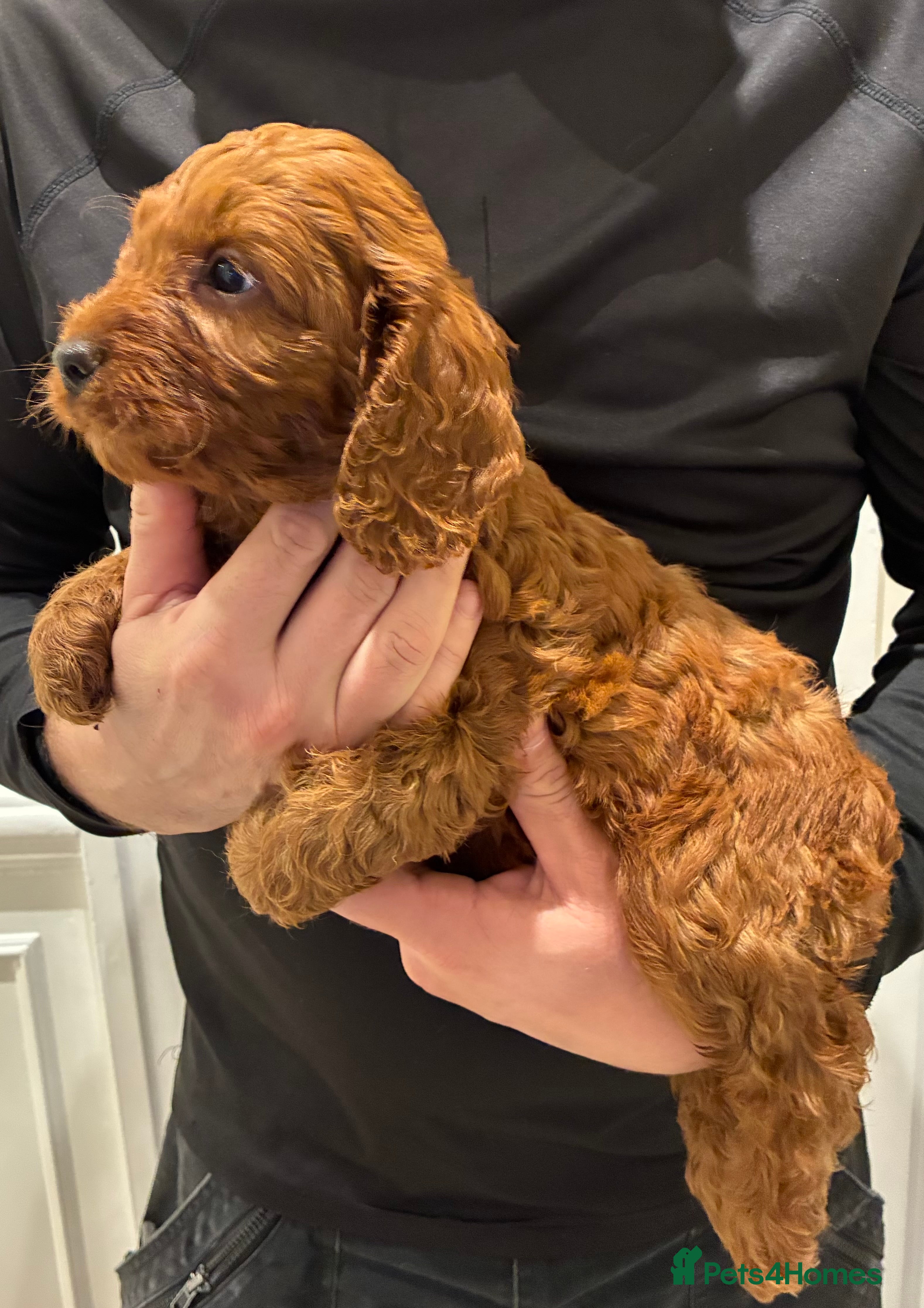 Cockapoo dogs for sale: 1 Stunning Fox Red Boy Left - Advert 1