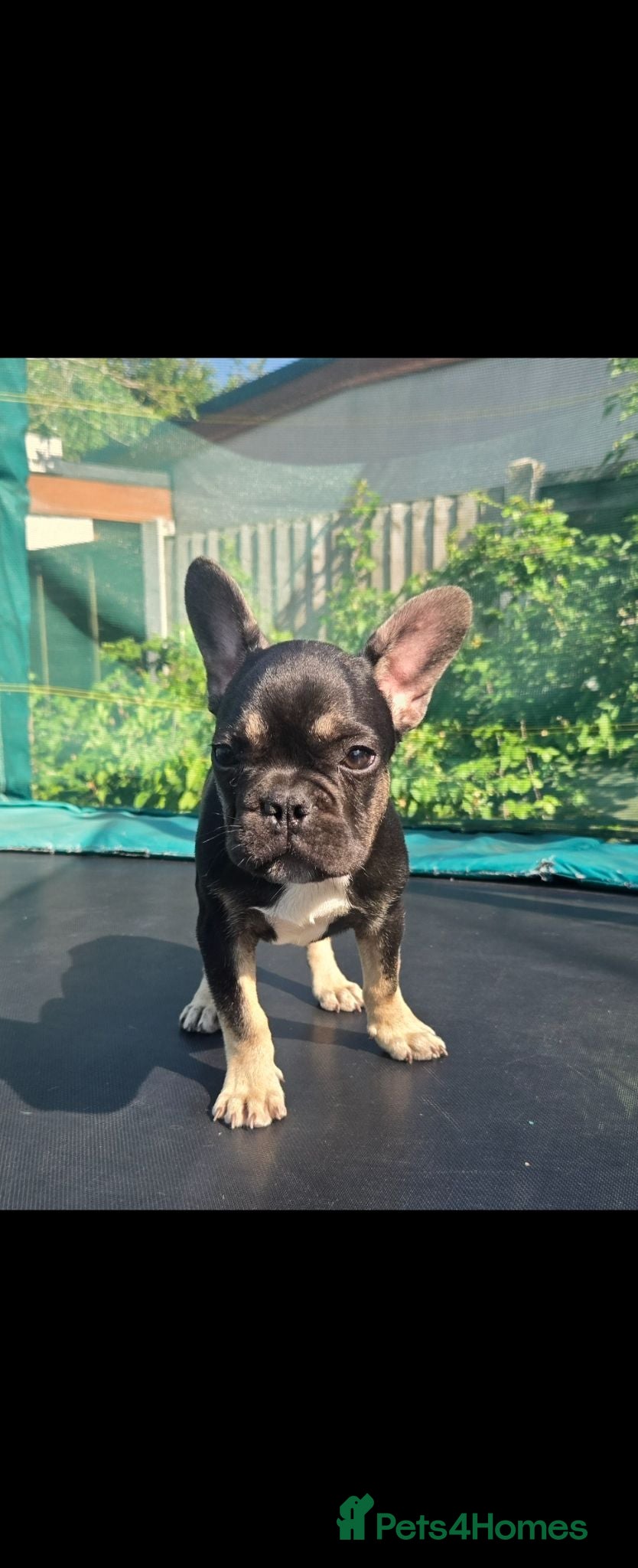 French Bulldog dogs 2 Stunning French bulldog puppies DROPPED PRICE  - Advert 14
