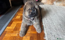 Chow Chow dogs for sale: Puppies looking for new home - Image 12