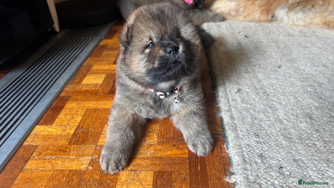 Chow Chow dogs for sale: Puppies looking for new home - Image 12