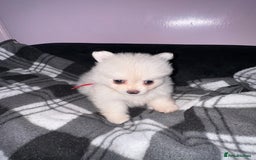 Pomchi dogs for sale: Beautiful Fluffy Pomchis - Image 26