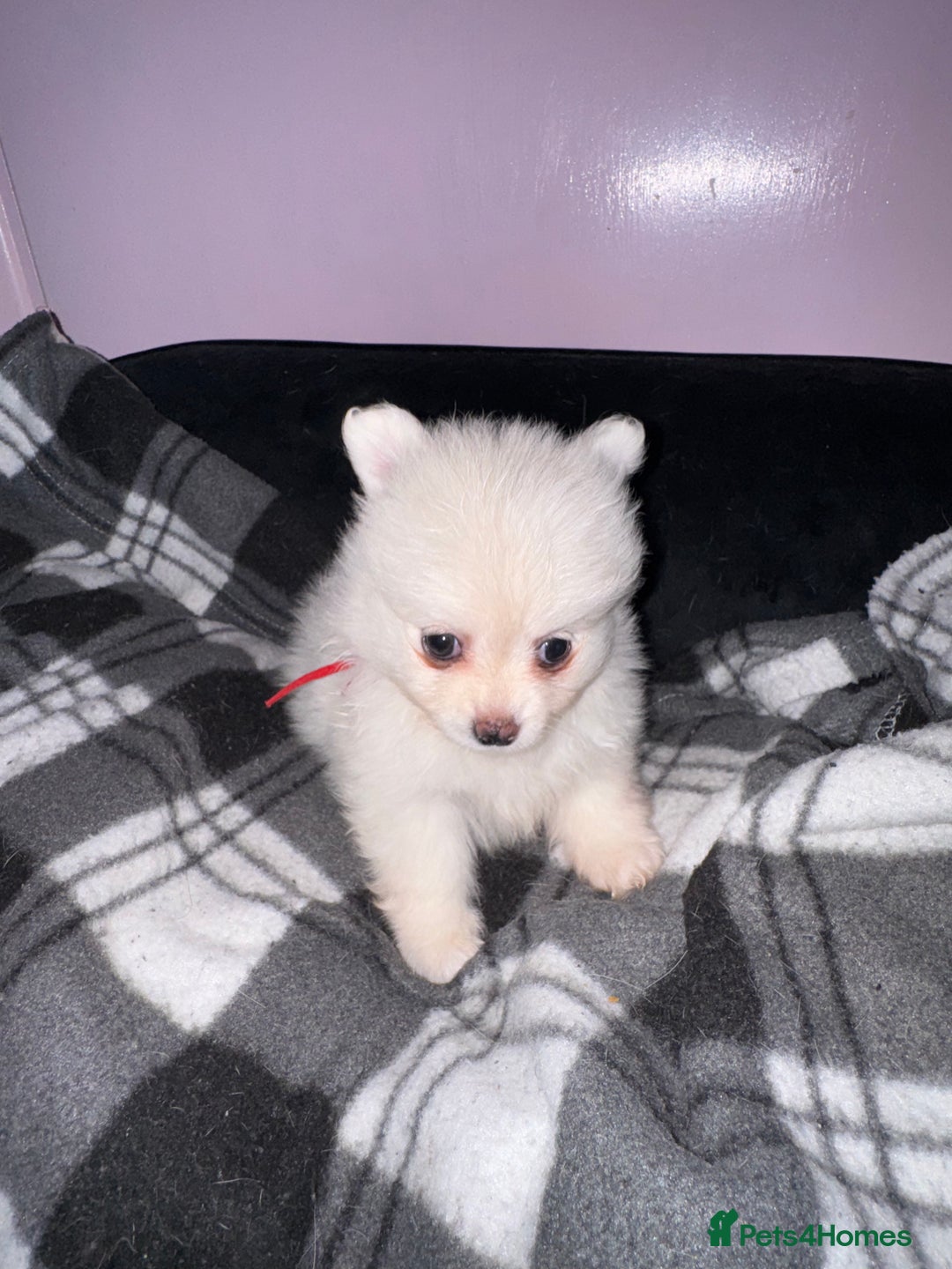 Pomchi dogs for sale: Beautiful Fluffy Pomchis - Image 26