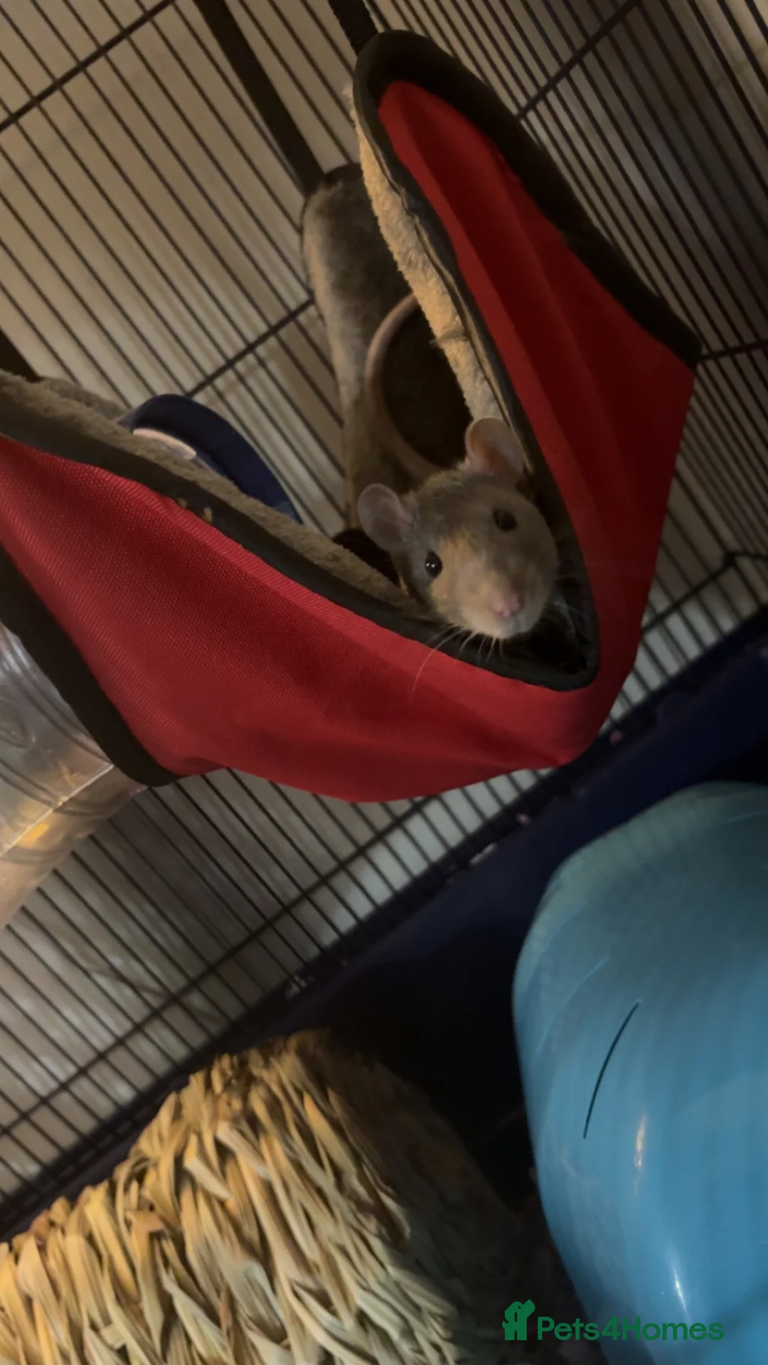 Rat rodents for sale: Fancy rats and cage for sale  - Advert 2