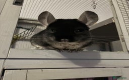 Chinchilla rodents for sale: Female black velvet chinchilla - Image 4