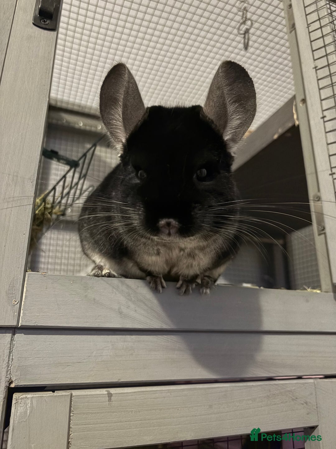Chinchilla rodents for sale: Female black velvet chinchilla - Image 4