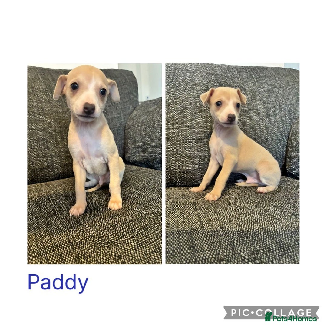 Italian Greyhound dogs for sale: Beautiful Italian Greyhounds - Advert 10