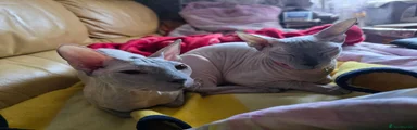 Sphynx 1