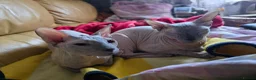 Sphynx cats for sale: Urgent home needed Two Beautiful Sphynx Girls  - Advert 7