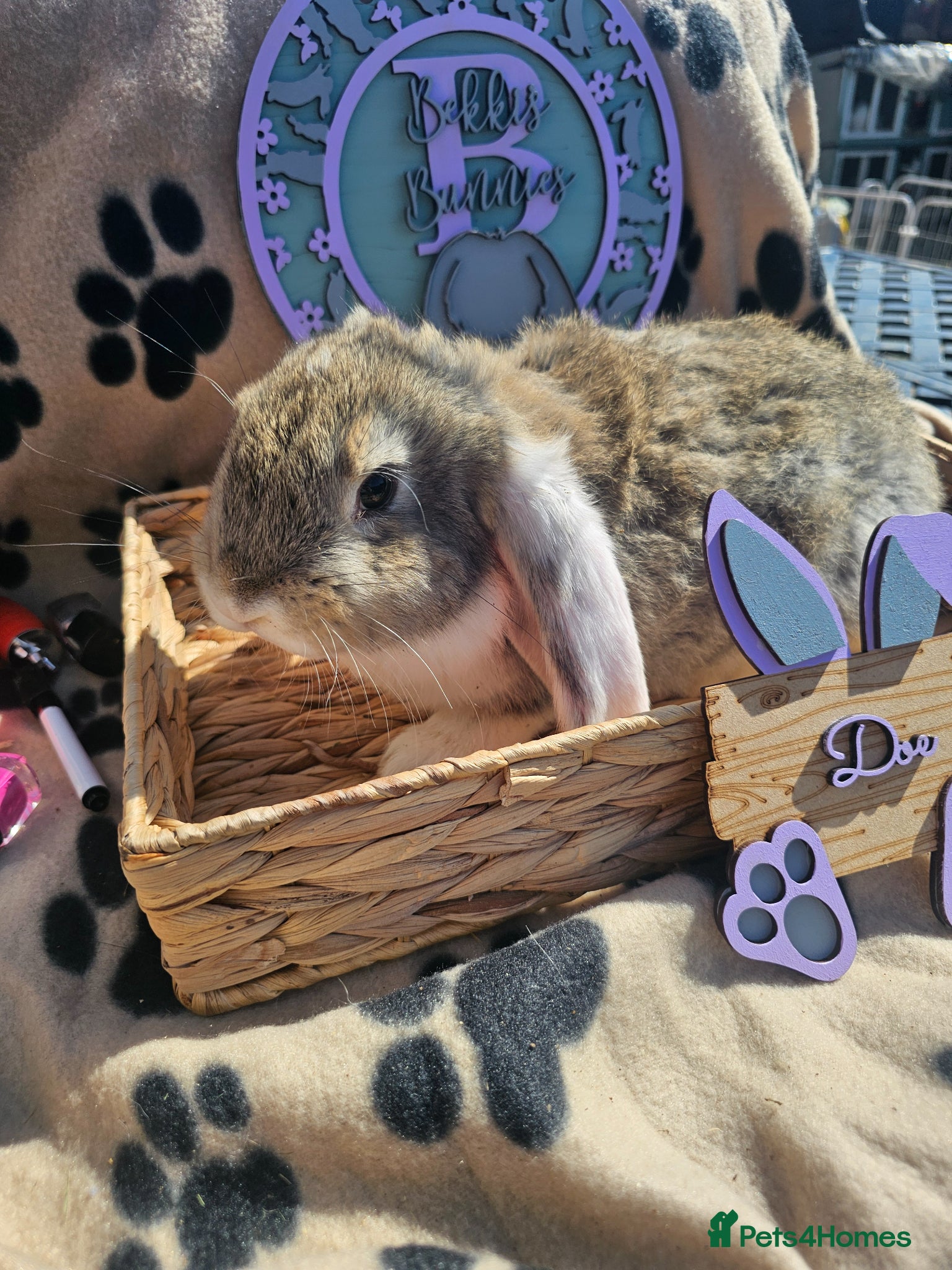 French Lop rabbits Vaccinated Giant French Lop Babies  - Advert 2