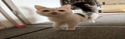 Mixed Breed cats for sale: 3 beautiful kittens  in Horsham - Advert 2