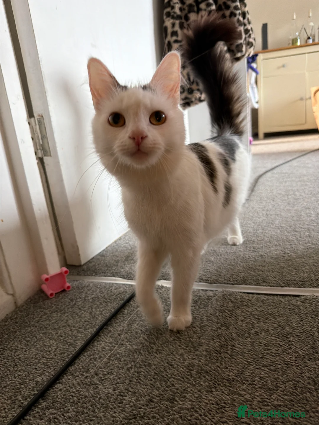 Mixed Breed cats for sale: 3 beautiful kittens  in Horsham - Advert 2
