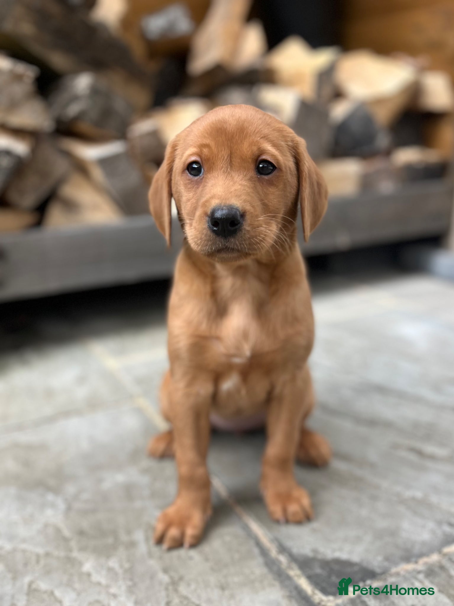 Labrador Retriever dogs KC FULLY HEALTH TESTED FOX RED LABRADORS  - Advert 2