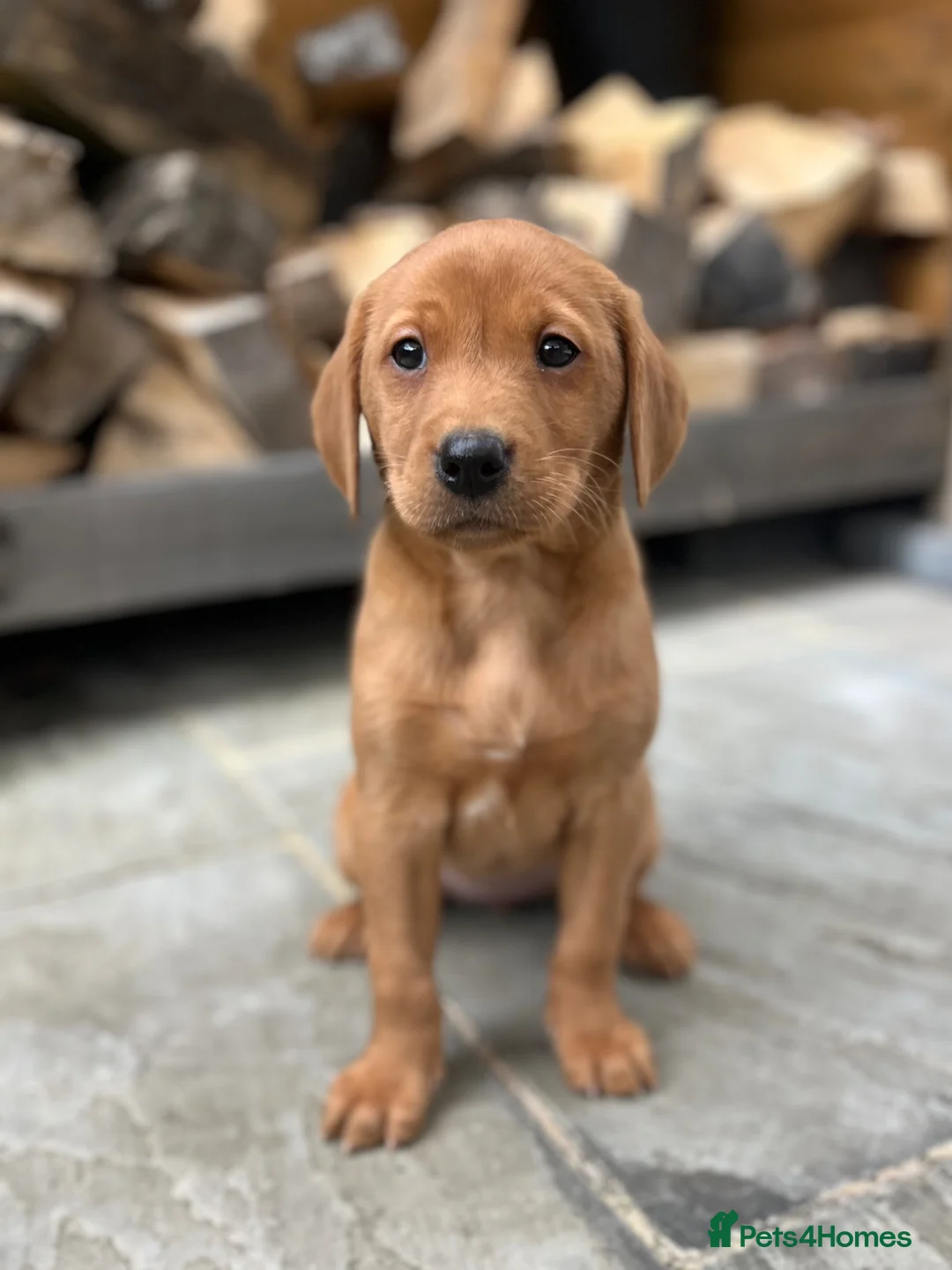 Labrador Retriever dogs for sale: KC FULLY HEALTH TESTED FOX RED LABRADORS  - Advert 2