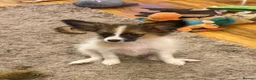 Papillon dogs for sale: Last Puppy - KC Registered Male Papillon for sale - Advert 4