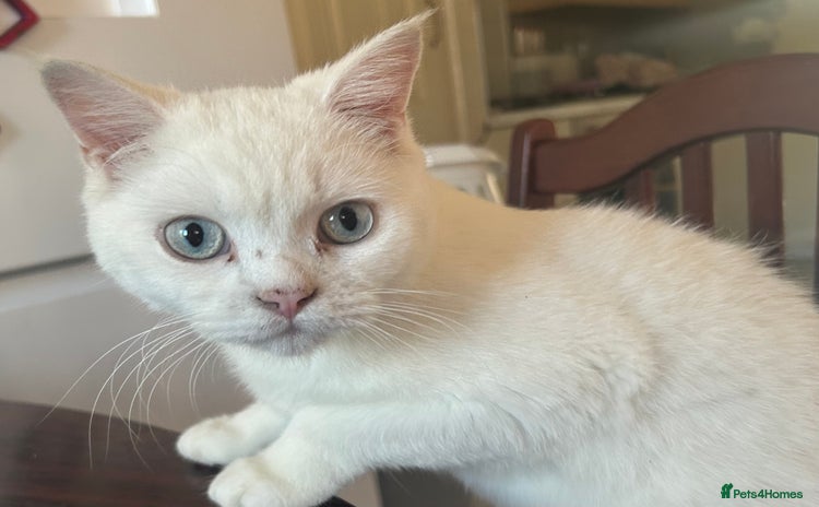 British Shorthair cats for sale - Advert 2