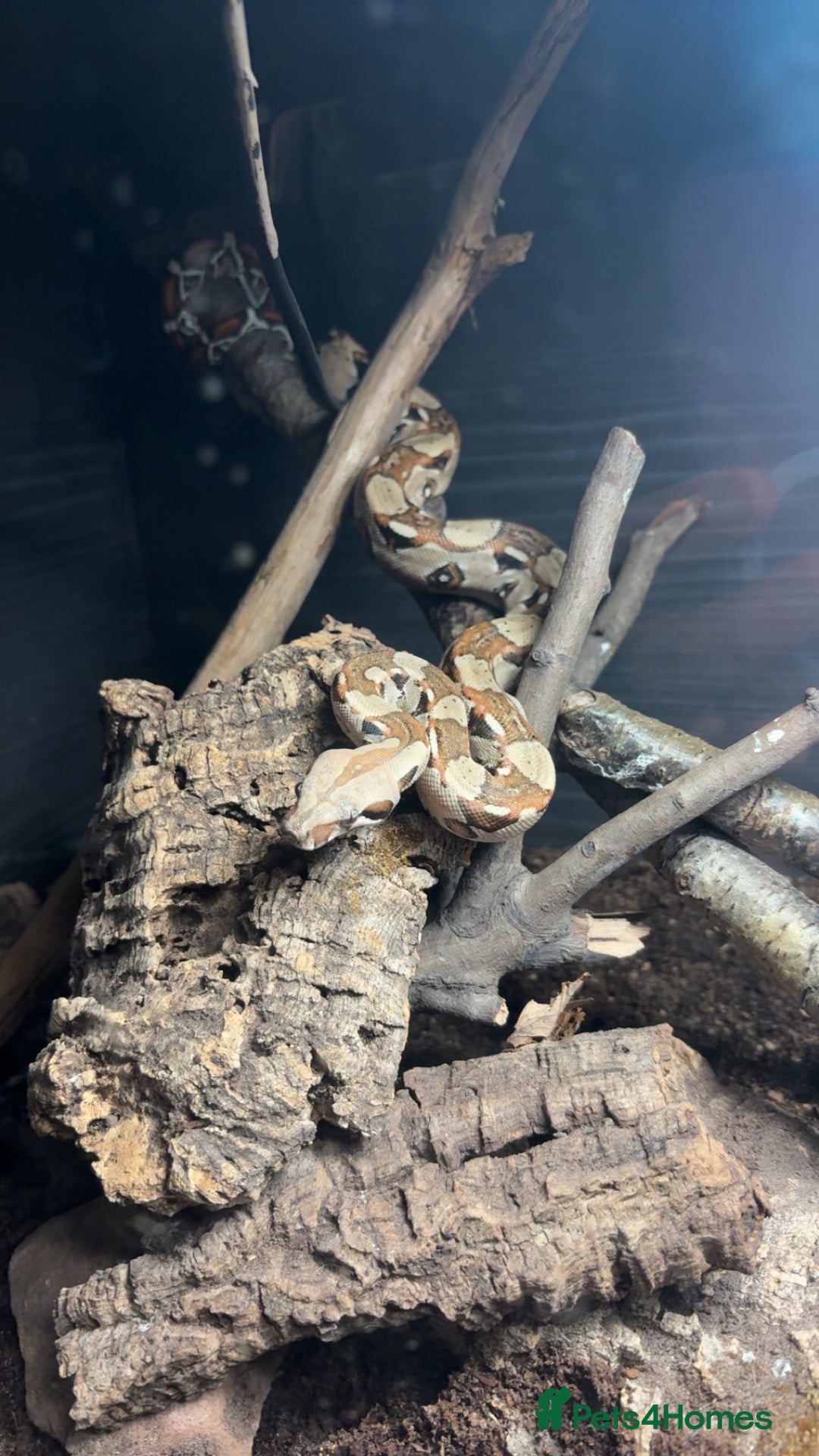 Boa Snake reptiles for sale: Male red tail boa for sale. - Advert 3