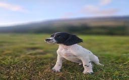 English Springer Spaniel dogs for sale: *Only 3 remaining* Springer spaniel puppies KC Reg - Image 4